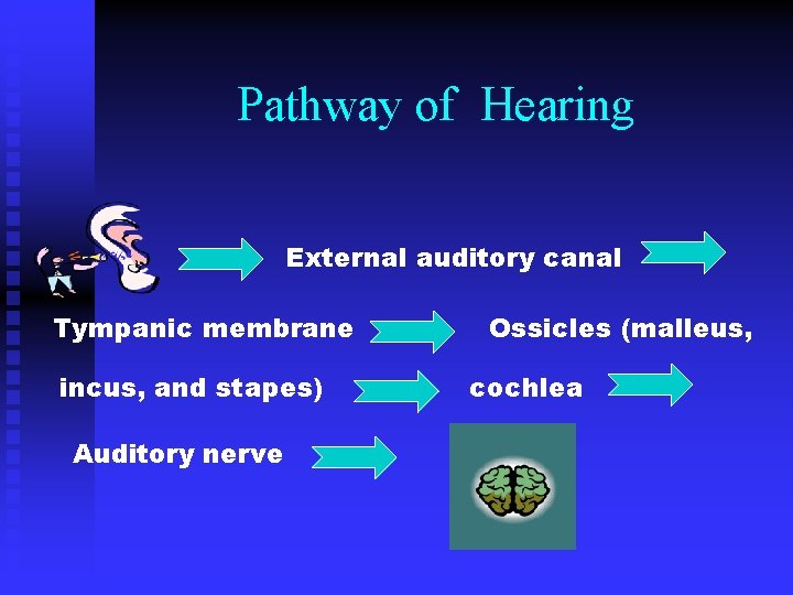 Pathway of Hearing External auditory canal Tympanic membrane incus, and stapes) Auditory nerve Ossicles