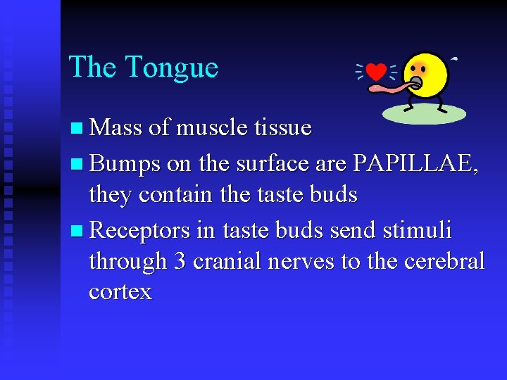 The Tongue n Mass of muscle tissue n Bumps on the surface are PAPILLAE,