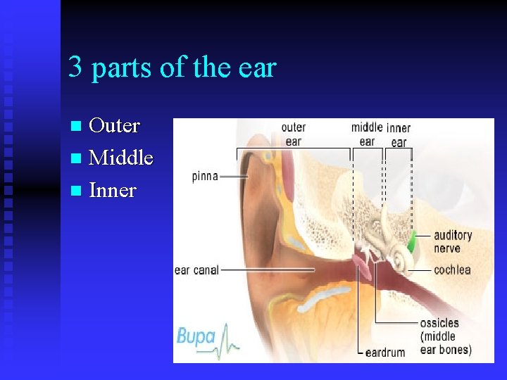 3 parts of the ear Outer n Middle n Inner n 