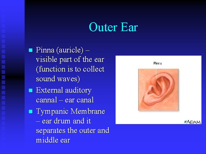 Outer Ear n n n Pinna (auricle) – visible part of the ear (function