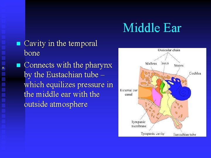 Middle Ear n A. n Cavity in the temporal bone Connects with the pharynx