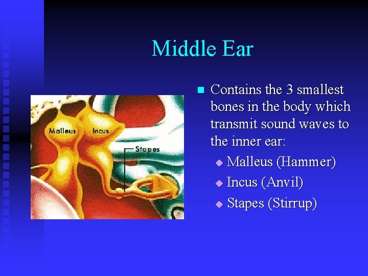 Middle Ear n Contains the 3 smallest bones in the body which transmit sound