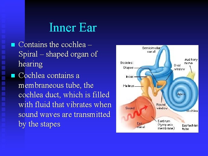 Inner Ear n n Contains the cochlea – Spiral – shaped organ of hearing