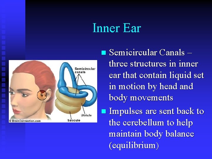 Inner Ear Semicircular Canals – three structures in inner ear that contain liquid set