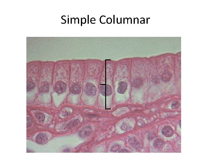 Simple Columnar Tissue Model Slide Study for Lab Practical Histology On epi
