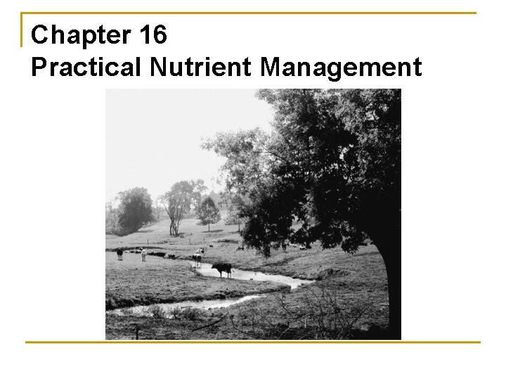 Chapter 16 Practical Nutrient Management 