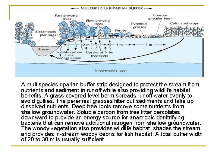 A multispecies riparian buffer strip designed to protect the stream from nutrients and sediment
