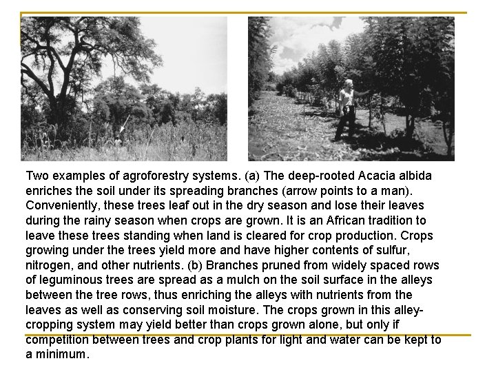 Two examples of agroforestry systems. (a) The deep-rooted Acacia albida enriches the soil under