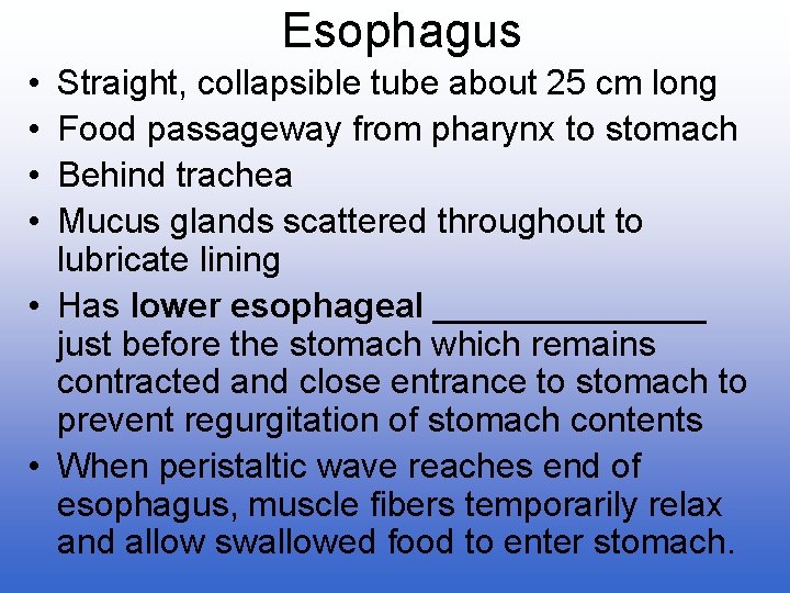 Esophagus • • Straight, collapsible tube about 25 cm long Food passageway from pharynx