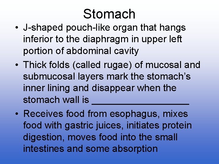 Stomach • J-shaped pouch-like organ that hangs inferior to the diaphragm in upper left