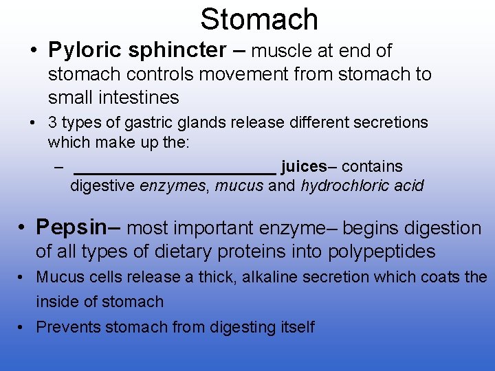Stomach • Pyloric sphincter – muscle at end of stomach controls movement from stomach