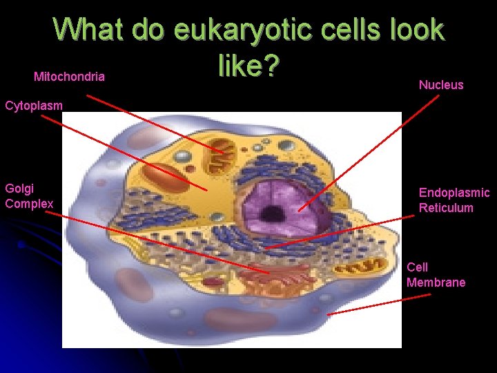 What do eukaryotic cells look like? Mitochondria Nucleus Cytoplasm Golgi Complex Endoplasmic Reticulum Cell