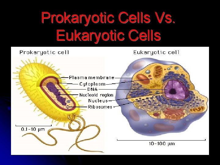 Prokaryotic Cells Vs. Eukaryotic Cells Prokaryotic Cells Vs. Eukaryotic Cells