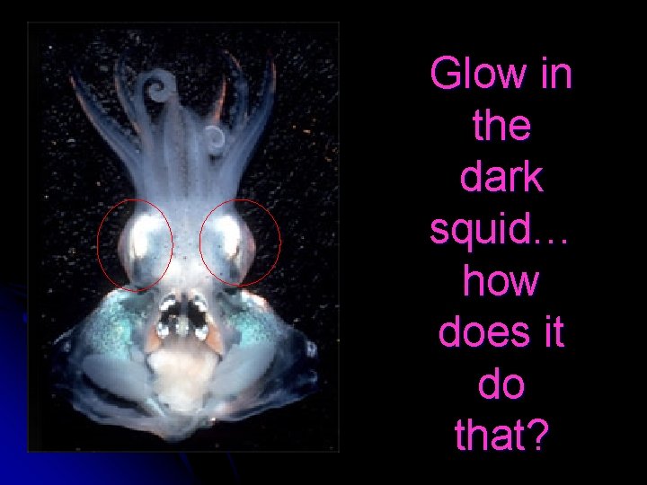 Glow in the dark squid… how does it do that? 