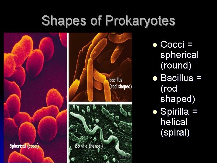 Shapes of Prokaryotes Cocci = spherical (round) l Bacillus = (rod shaped) l Spirilla