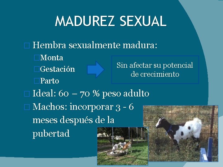 MADUREZ SEXUAL � Hembra sexualmente madura: �Monta �Gestación �Parto Sin afectar su potencial de