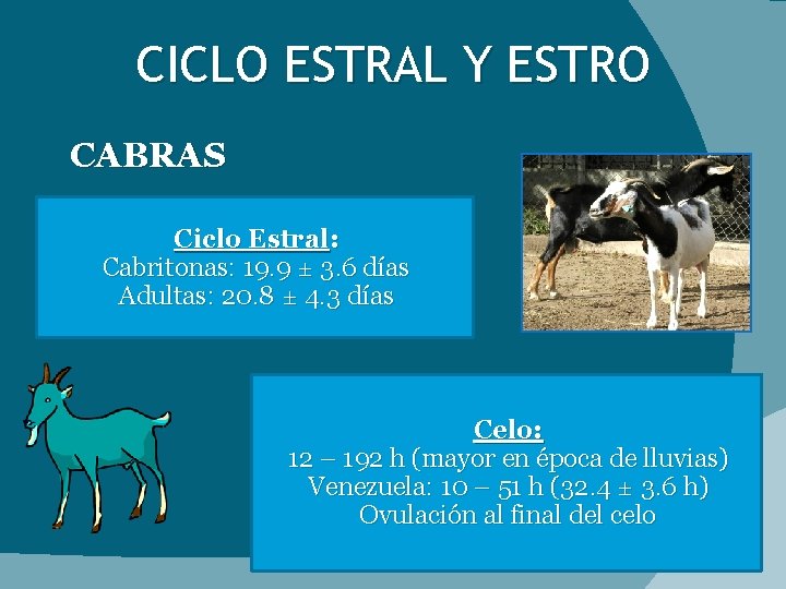 CICLO ESTRAL Y ESTRO CABRAS Ciclo Estral: Cabritonas: 19. 9 ± 3. 6 días