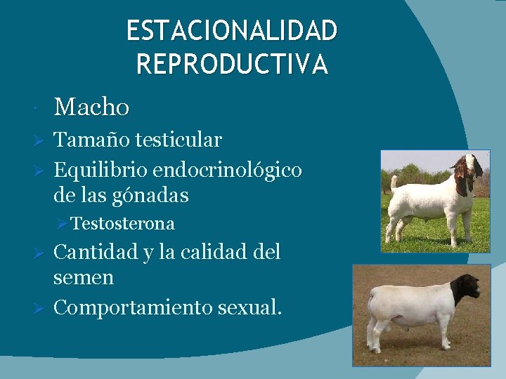 ESTACIONALIDAD REPRODUCTIVA Macho Tamaño testicular Ø Equilibrio endocrinológico de las gónadas Ø Ø Testosterona