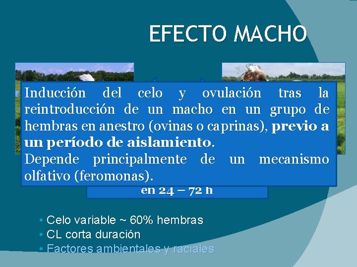 EFECTO MACHO Inducción del celo y ovulación tras la reintroducción de un macho en