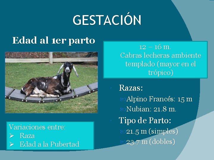 GESTACIÓN Edad al 1 er parto 12 – 16 m. Cabras lecheras ambiente templado