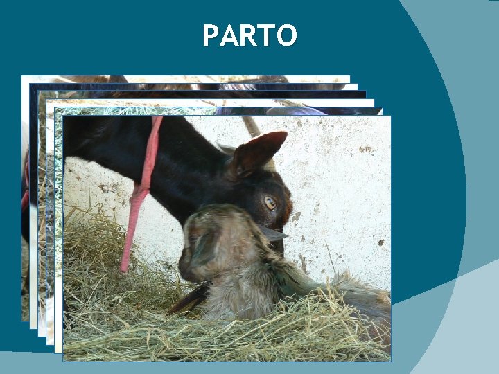 PARTO 