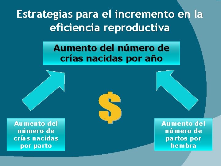 Estrategias para el incremento en la eficiencia reproductiva Aumento del número de crías nacidas