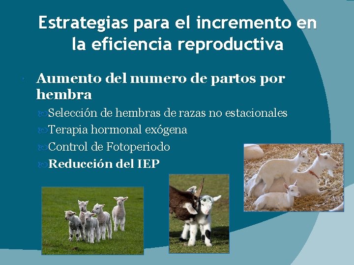 Estrategias para el incremento en la eficiencia reproductiva Aumento del numero de partos por