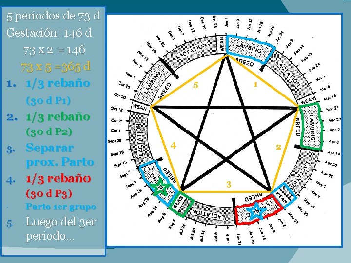 5 periodos de 73 d Gestación: 146 d 73 x 2 = 146 73