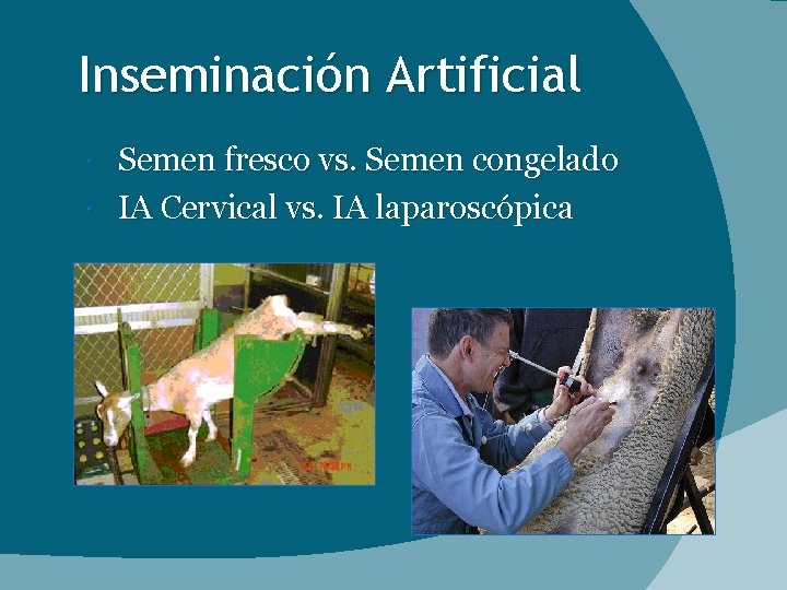 Inseminación Artificial Semen fresco vs. Semen congelado IA Cervical vs. IA laparoscópica 