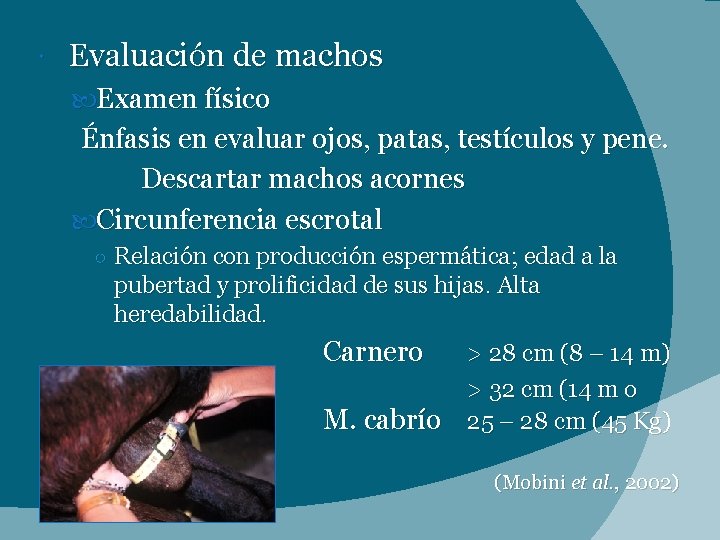  Evaluación de machos Examen físico Énfasis en evaluar ojos, patas, testículos y pene.