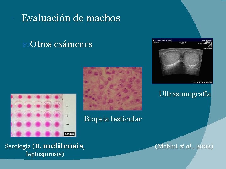  Evaluación de machos Otros exámenes Ultrasonografía Biopsia testicular Serología (B. melitensis, leptospirosis) (Mobini