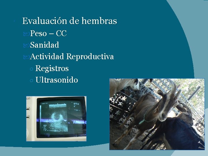  Evaluación de hembras Peso – CC Sanidad Actividad Reproductiva ○ Registros ○ Ultrasonido