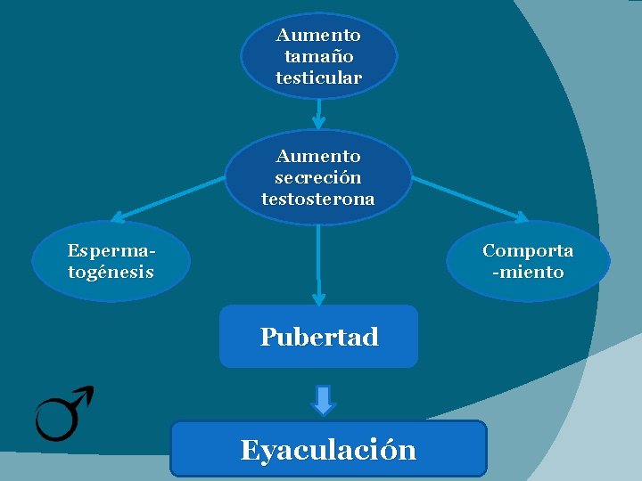 Aumento tamaño testicular Aumento secreción testosterona Espermatogénesis Comporta -miento Pubertad Eyaculación 