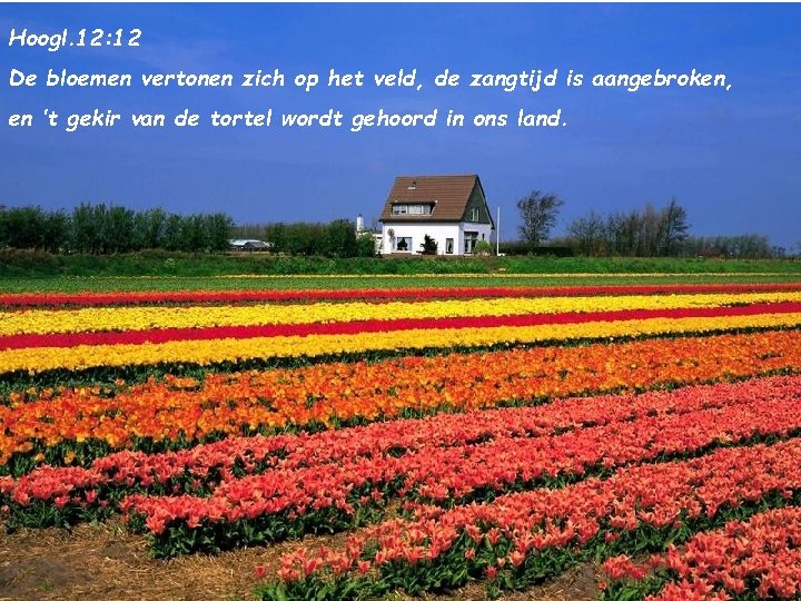 Hoogl. 12: 12 De bloemen vertonen zich op het veld, de zangtijd is aangebroken,