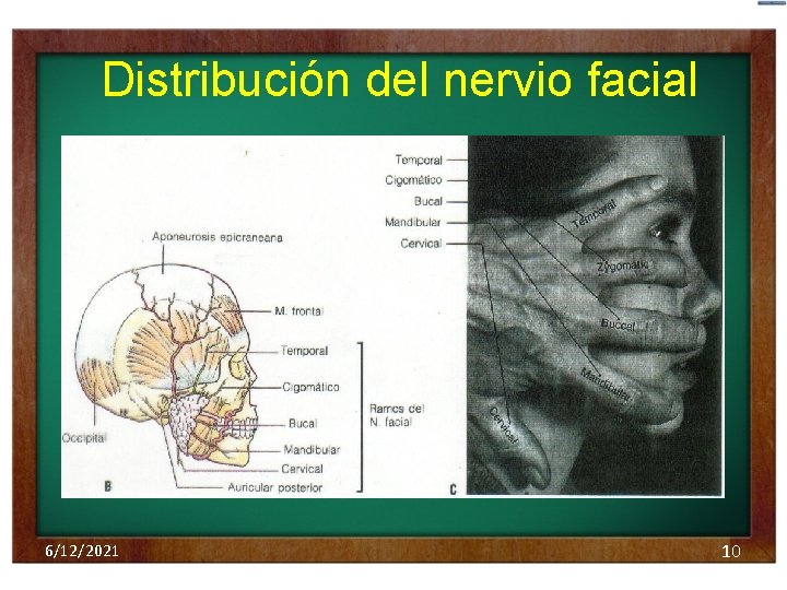 Distribución del nervio facial 6/12/2021 10 