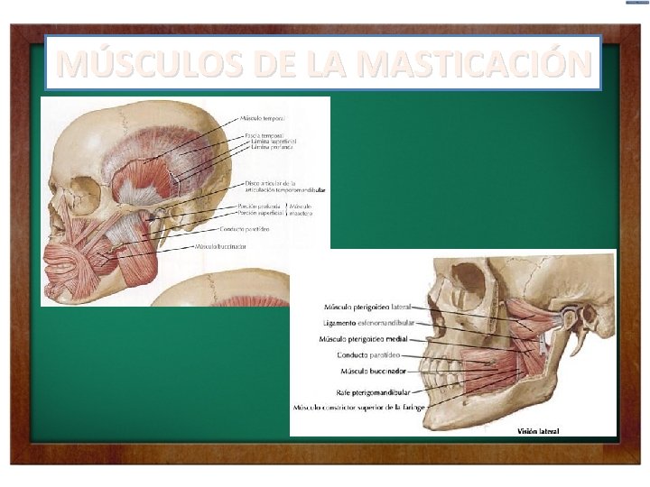 MÚSCULOS DE LA MASTICACIÓN 