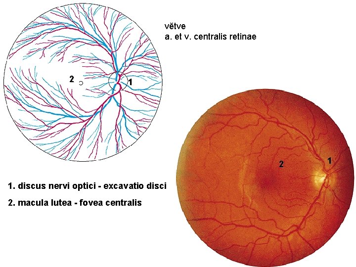 větve a. et v. centralis retinae 2 1. discus nervi optici - excavatio disci