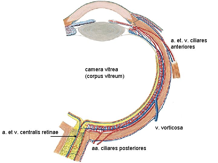 a. et. v. ciliares anteriores camera vitrea (corpus vitreum) v. vorticosa a. et v.