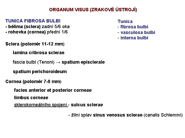 ORGANUM VISUS (ZRAKOVÉ ÚSTROJÍ) TUNICA FIBROSA BULBI - bělima (sclera) zadní 5/6 oka -