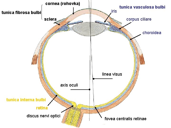cornea (rohovka) iris tunica fibrosa bulbi tunica vasculosa bulbi sclera corpus ciliare choroidea linea