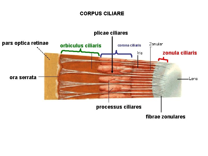 CORPUS CILIARE plicae ciliares pars optica retinae orbiculus ciliaris corona ciliaris zonula ciliaris ora
