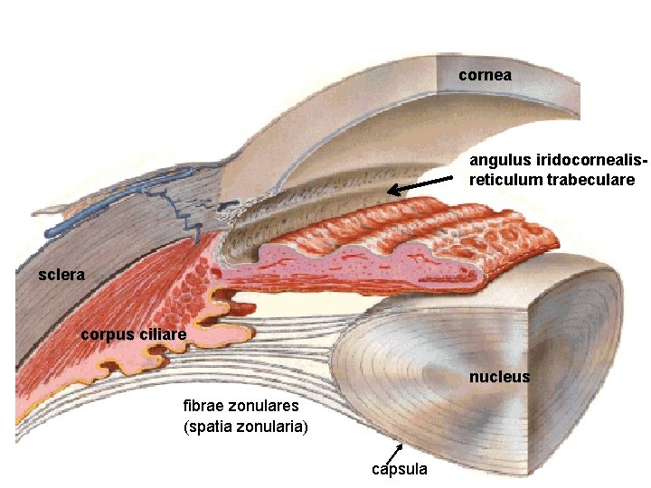 cornea angulus iridocornealisreticulum trabeculare sclera corpus ciliare nucleus fibrae zonulares (spatia zonularia) capsula 