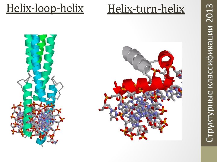 Helix-turn-helix Структурные классификации 2013 Helix-loop-helix Helix-turn-helix Структурные классификации 2013 Helix-loop-helix