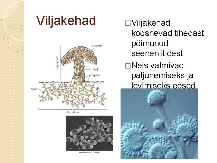 Viljakehad �Viljakehad koosnevad tihedasti põimunud seeneniitidest �Neis valmivad paljunemiseks ja levimiseks eosed 