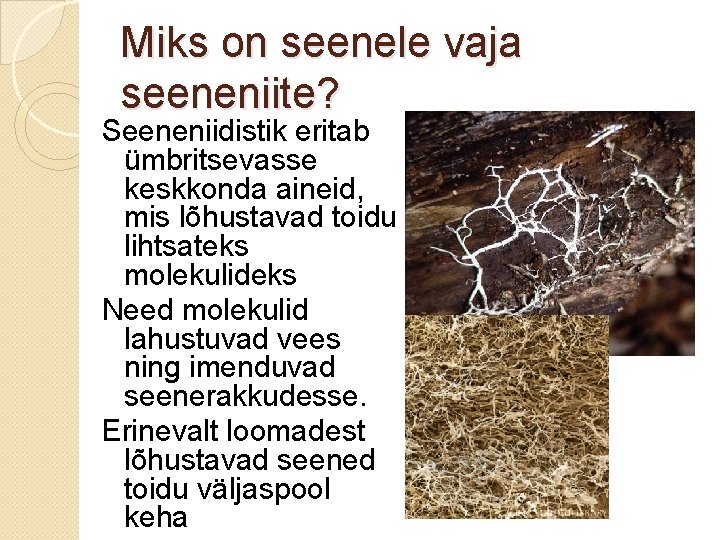 Miks on seenele vaja seeneniite? Seeneniidistik eritab ümbritsevasse keskkonda aineid, mis lõhustavad toidu lihtsateks