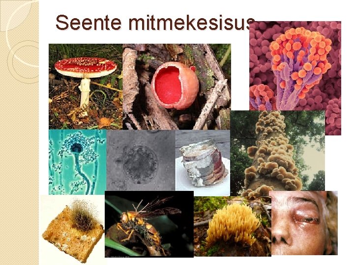 Seente mitmekesisus 