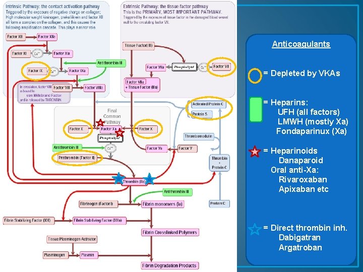 Anticoagulants = Depleted by VKAs = Heparins: UFH (all factors) LMWH (mostly Xa) Fondaparinux