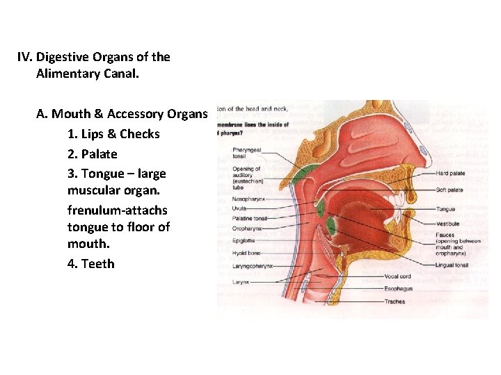 IV. Digestive Organs of the Alimentary Canal. A. Mouth & Accessory Organs 1. Lips IV. Digestive Organs of the Alimentary Canal. A. Mouth & Accessory Organs 1. Lips