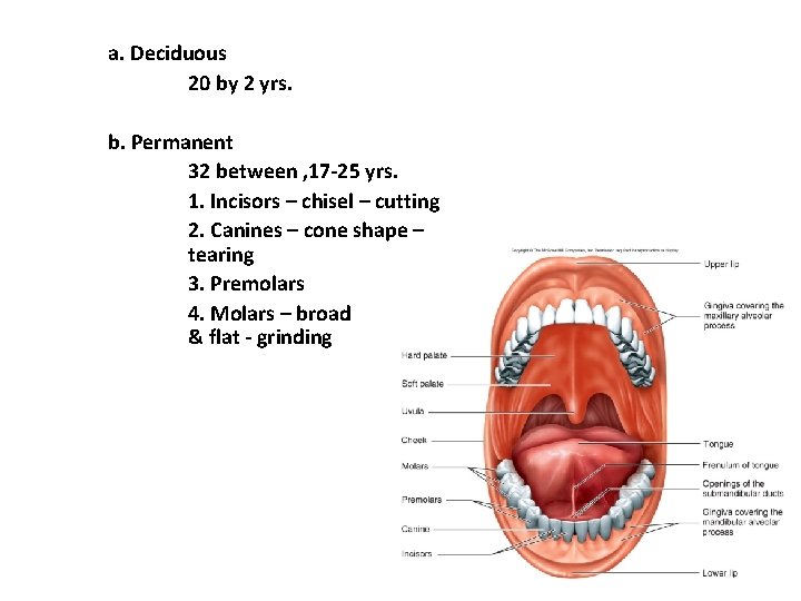 a. Deciduous 20 by 2 yrs. b. Permanent 32 between , 17 -25 yrs. a. Deciduous 20 by 2 yrs. b. Permanent 32 between , 17 -25 yrs.