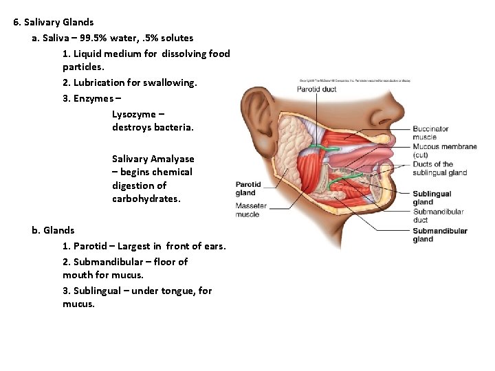 6. Salivary Glands a. Saliva – 99. 5% water, . 5% solutes 1. Liquid 6. Salivary Glands a. Saliva – 99. 5% water, . 5% solutes 1. Liquid